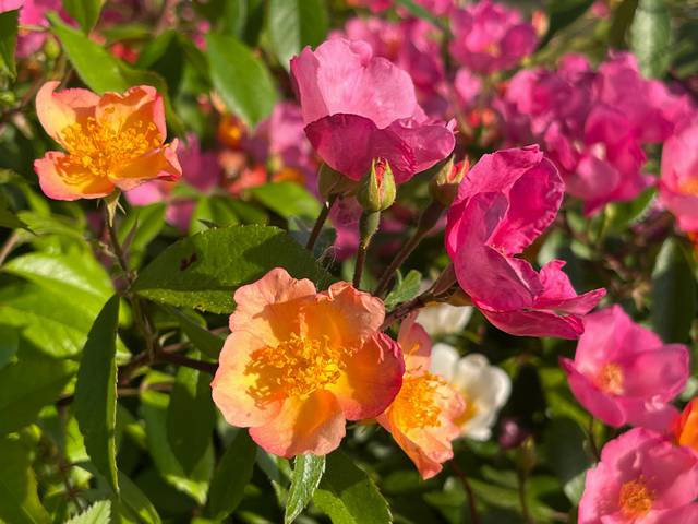 Náhled R. chinensis mutabilis: 