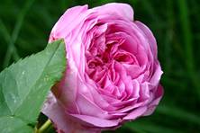 Obrázek růže Ispahan