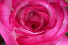 Obrázek růže Rose Gaujard