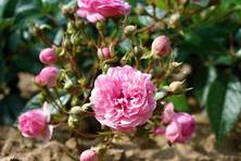 Obrázek růže Sourire d'Antan Ⓡ