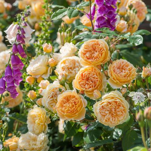 Náhled Crown Princess Margareta™: 