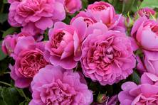 Obrázek růže Princess Anne™