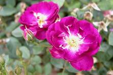 Obrázek růže Violetta