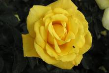 Obrázek růže Royal Gold