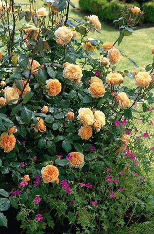 Náhled Crown Princess Margareta™: 