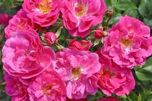 Obrázek růže Pink Emely (Bad Wörishofen® 2005)