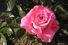 Obrázek růže Cantilena Bohemica