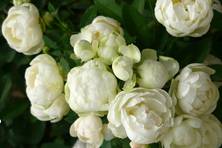 Obrázek růže White Dick Koster