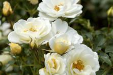 Obrázek růže Bienenweide® Ivory