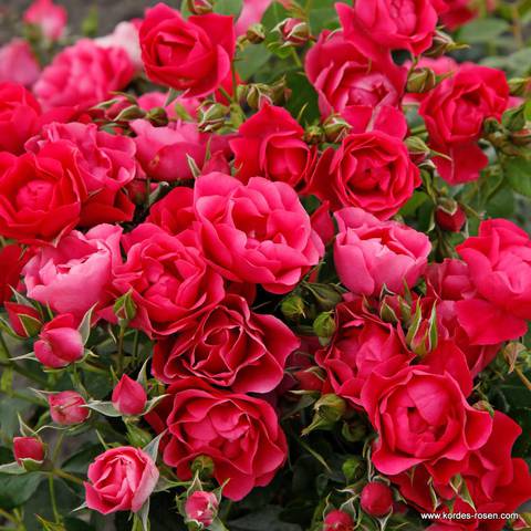 Náhled Pink Forest Rose: 