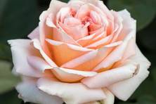 Obrázek růže Lady Capri®
