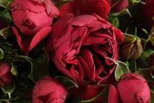 Obrázek růže Manora®