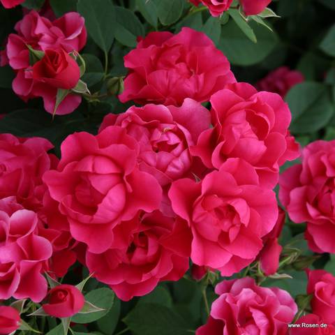Náhled Pink Forest Rose: 