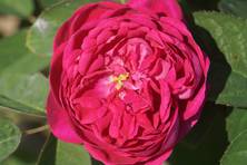 Obrázek růže Rose de Rescht