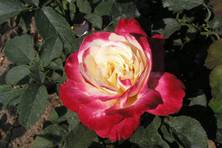 Obrázek růže Double Delight
