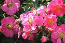 Obrázek růže Bienenweide® Rosa