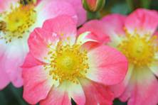 Obrázek růže Bienenweide® Bicolor