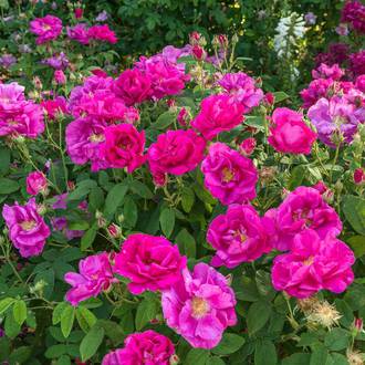 Ilustrační foto Rosa gallica 'Officinalis'