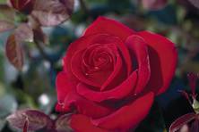 Obrázek růže Schwarze Madonna®