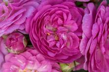 Obrázek růže Perennial Rosali®