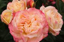 Obrázek růže Concorde®