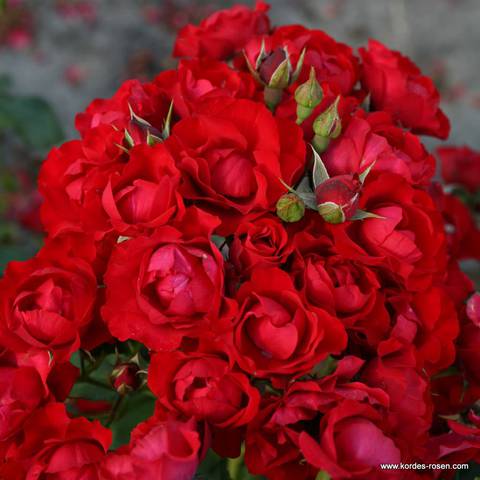 Náhled Black Forest Rose®: 