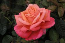 Obrázek růže Troika