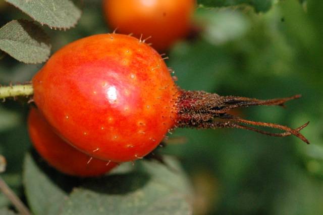 Náhled Rosa pomifera Karpatia: 