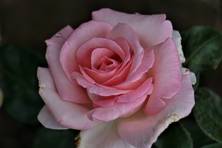Obrázek růže Wimi