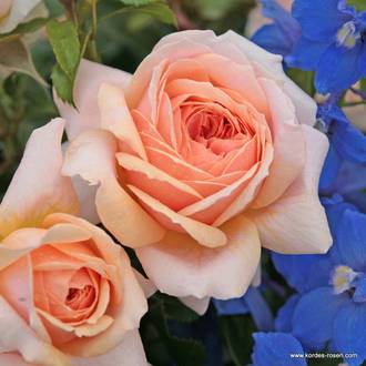 Ilustrační foto Garden of Roses®