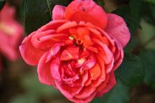 Obrázek růže Soraya
