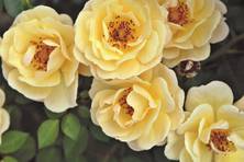 Obrázek růže Bienenweide® Gelb