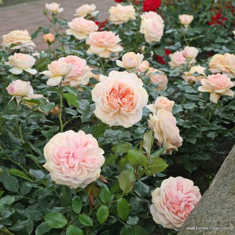 Náhled Garden of Roses®: 