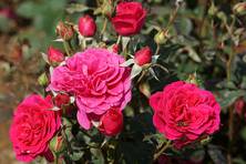 Obrázek růže Mary Pope