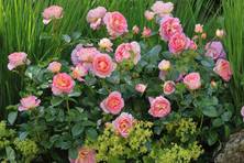Obrázek růže Dornburger Schlossrose