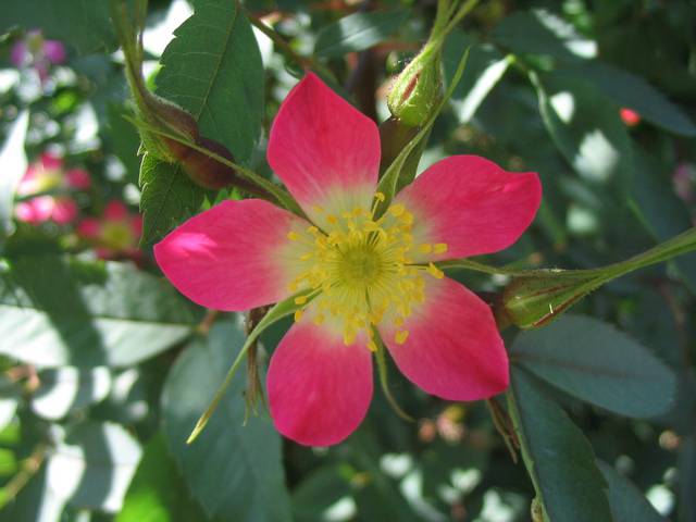 Náhled R. glauca rubrifolia: 