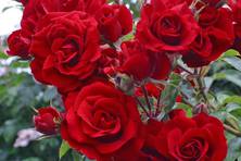 Obrázek růže Amadeus®