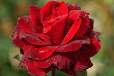 Obrázek růže Silesia