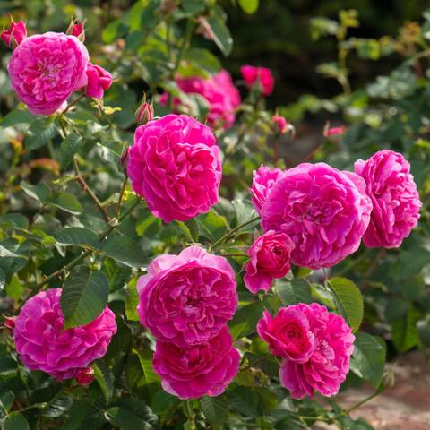 Náhled England's Rose™: 