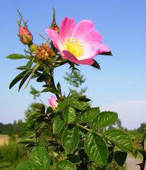 Ilustrační foto Rosa rubiginosa