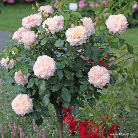 Náhled Garden of Roses®: 