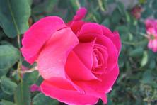 Obrázek růže Pink Peace