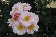 Obrázek růže Clair Matin