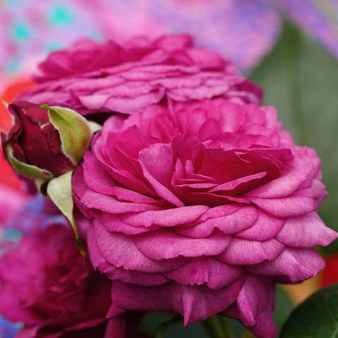 Náhled Kaffe Fassett Rose®: 