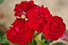 Obrázek růže Samourai