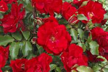 Obrázek růže Rotilia®