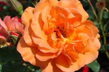 Obrázek růže Westerland®