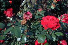Obrázek růže Ingrid Bergman