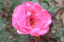 Obrázek růže Campanile