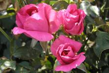 Obrázek růže Lancome